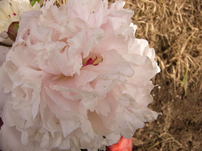 P1270585 - ANUL 2016 FLORI IV