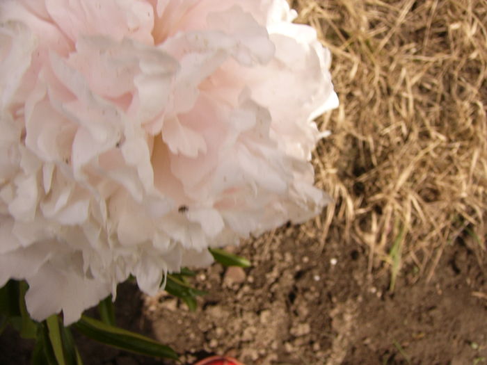 P1270586 - ANUL 2016 FLORI IV