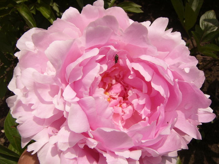 paeonia Pillow Talk - ANUL 2016 FLORI IV