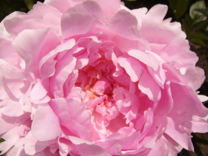 P1270588 - ANUL 2016 FLORI IV