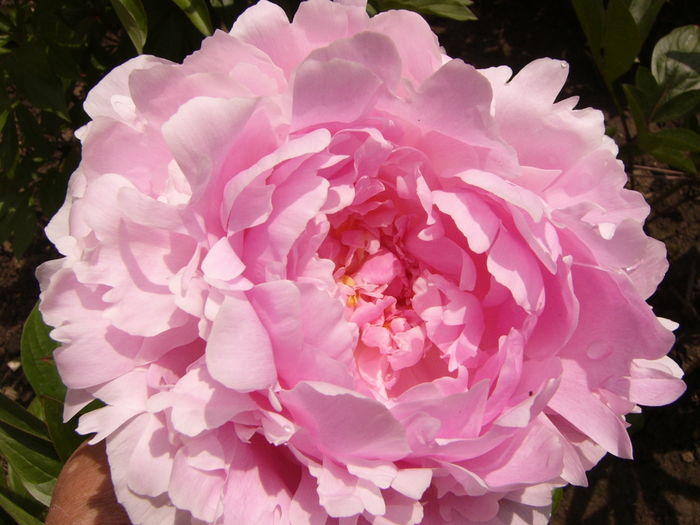 P1270589 - ANUL 2016 FLORI IV