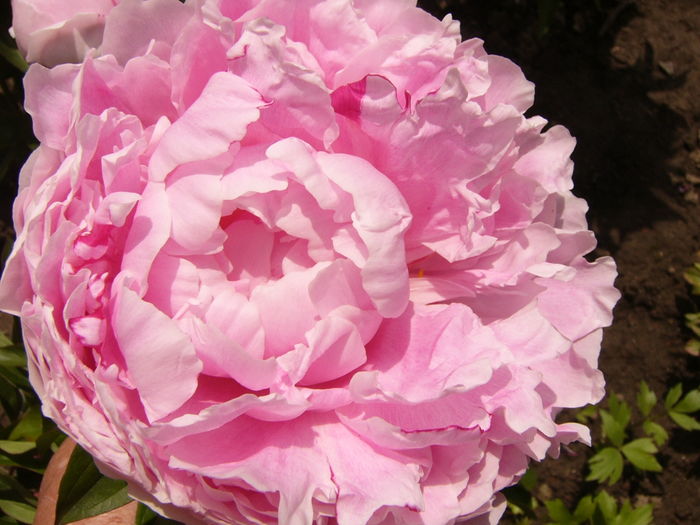 P1270594 - ANUL 2016 FLORI IV