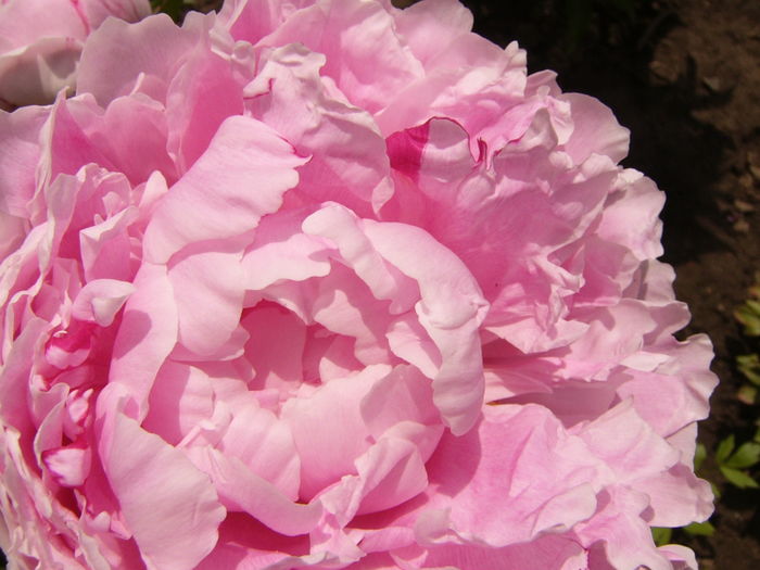 P1270596 - ANUL 2016 FLORI IV