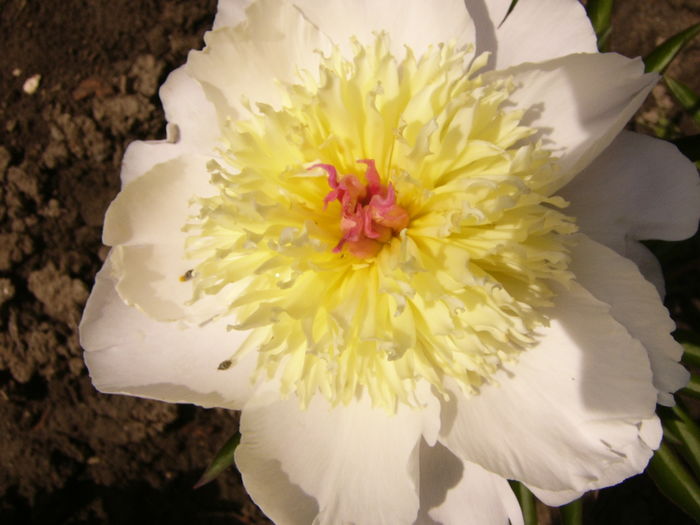 Paeonia Gertrude Allen - ANUL 2016 FLORI IV
