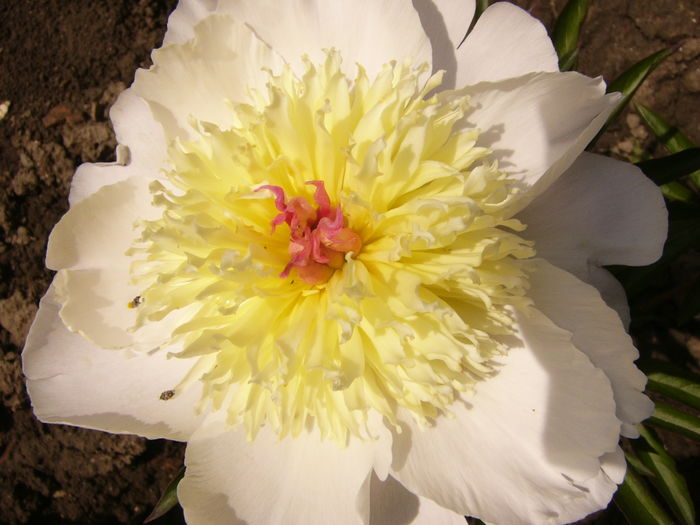 P1270598 - ANUL 2016 FLORI IV