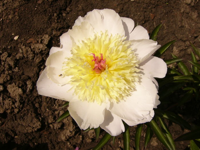 P1270600 - ANUL 2016 FLORI IV