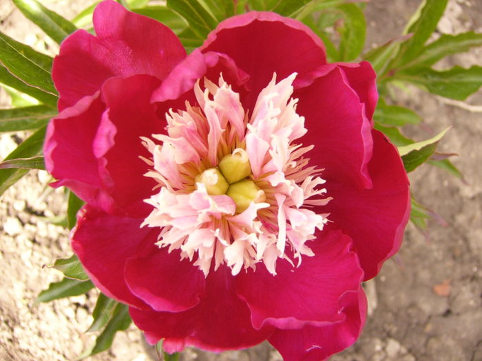 Paeonia White Cap - ANUL 2016 FLORI IV