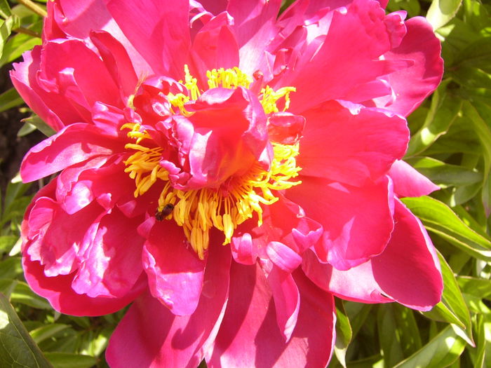 P1270603 - ANUL 2016 FLORI IV