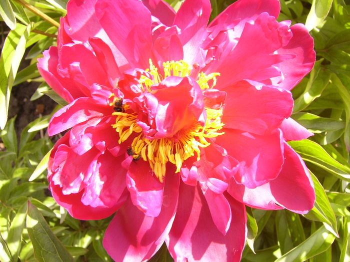 P1270604 - ANUL 2016 FLORI IV