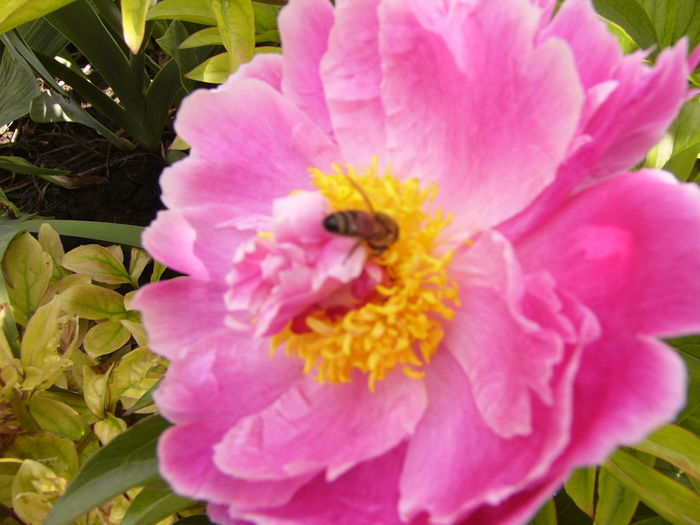 P1270606 - ANUL 2016 FLORI IV