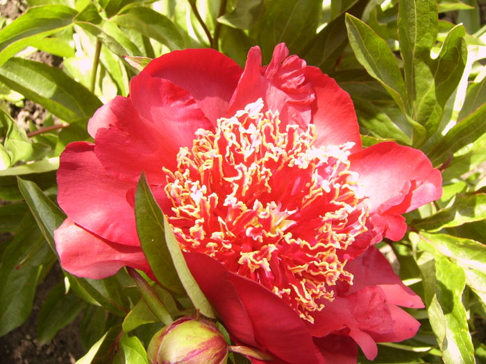 Paeonia Nipon Beauty - ANUL 2016 FLORI IV