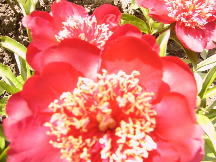 sau Charles Burges - ANUL 2016 FLORI IV