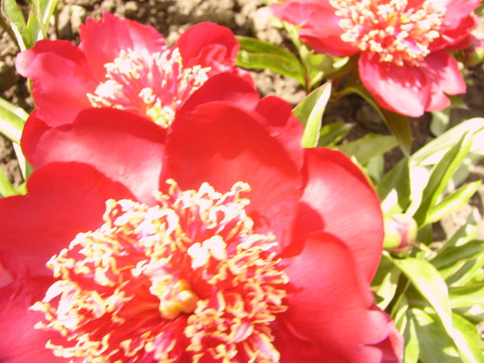 P1270613 - ANUL 2016 FLORI IV