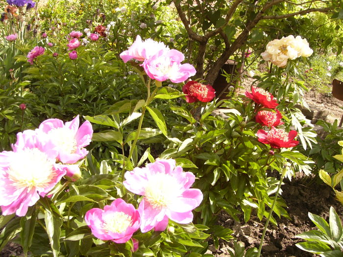 P1270617 - ANUL 2016 FLORI IV