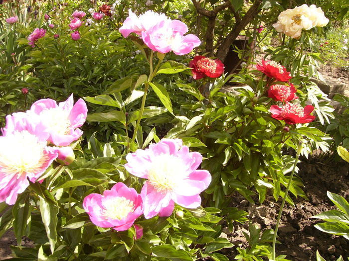 P1270618 - ANUL 2016 FLORI IV