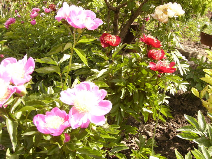 P1270619 - ANUL 2016 FLORI IV