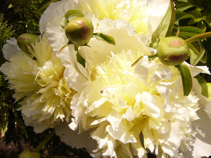 Paeonia Honey Gold