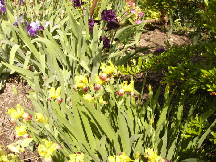 P1270689 - ANUL 2016 FLORI IV