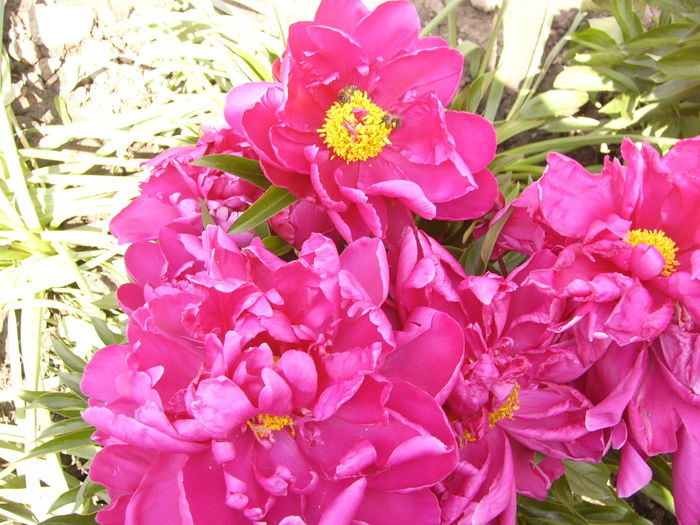 Paeonia Karl Rosenfield