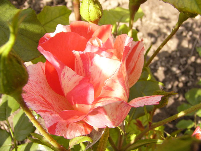 Rosa Grimaldi
