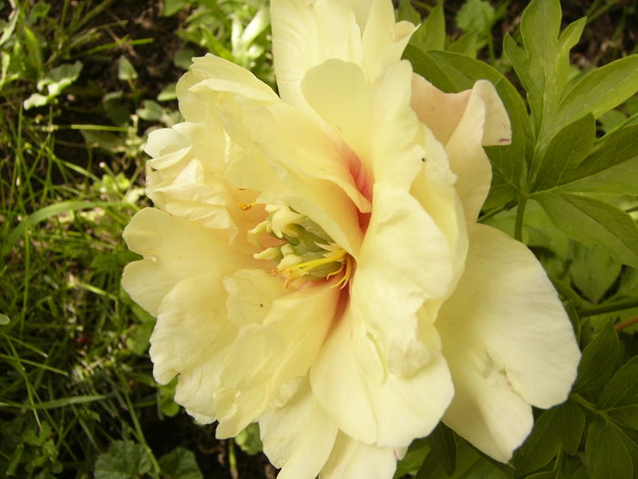 Paeonia Julia Rose-itoh- - ANUL 2016 FLORI IV
