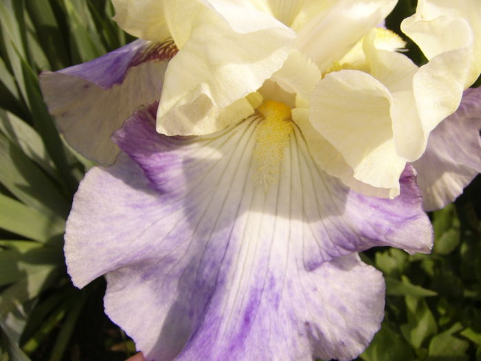 P1270775 - ANUL 2016 FLORI IV