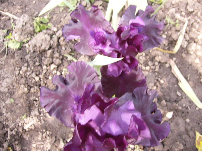 P1270777 - ANUL 2016 FLORI IV