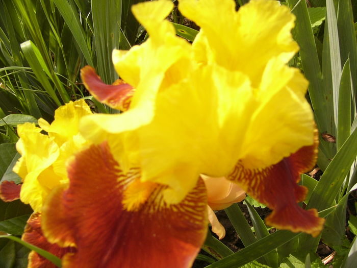 P1270780 - ANUL 2016 FLORI IV