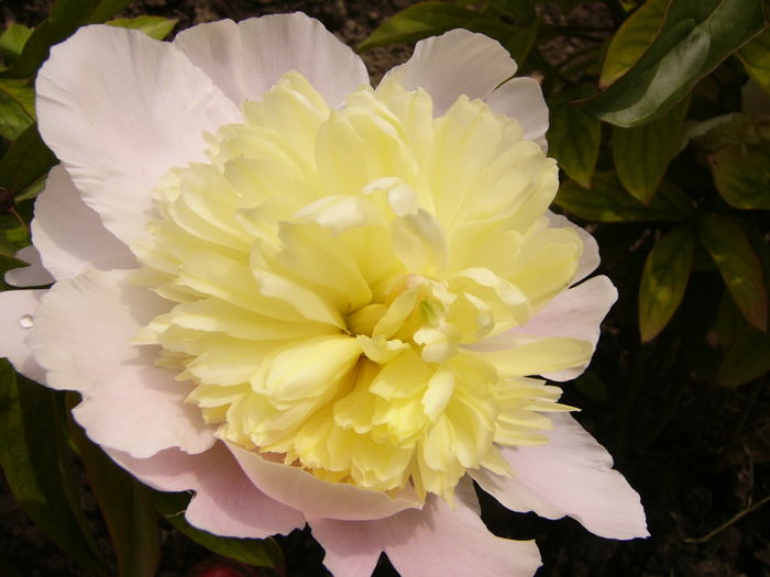 Paeonia Primavera - ANUL 2016 FLORI IV