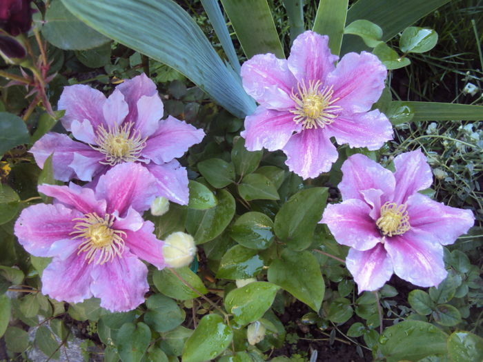 DSC00814 - CLEMATITE
