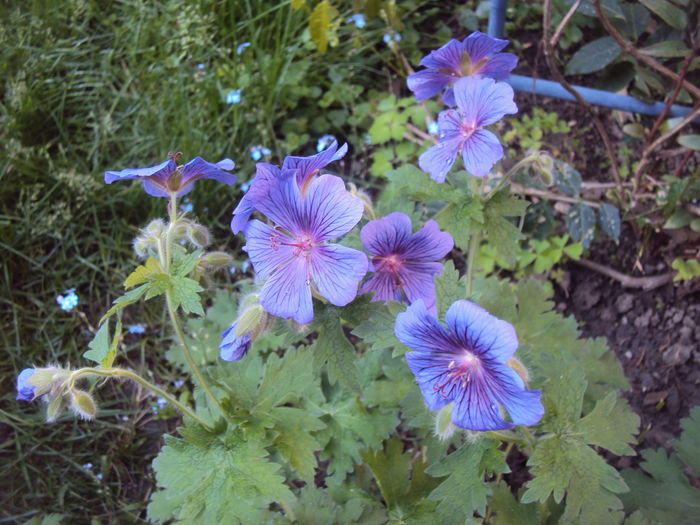 DSC00816 - Geranium si alte perene