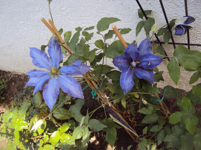 DSC01123 - CLEMATITE