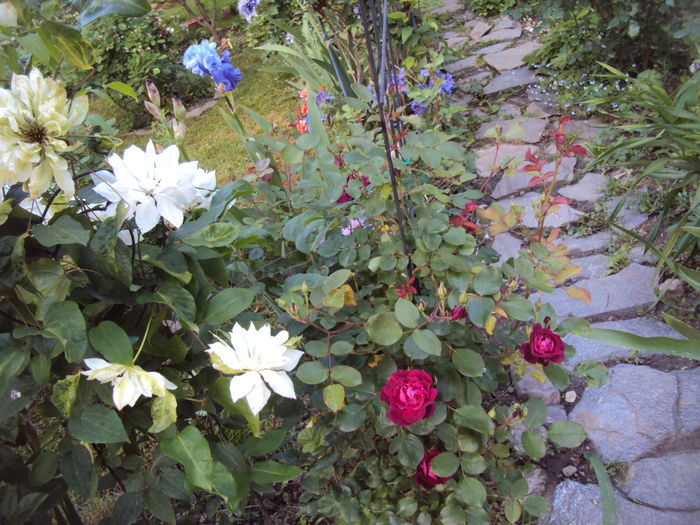 DSC01017