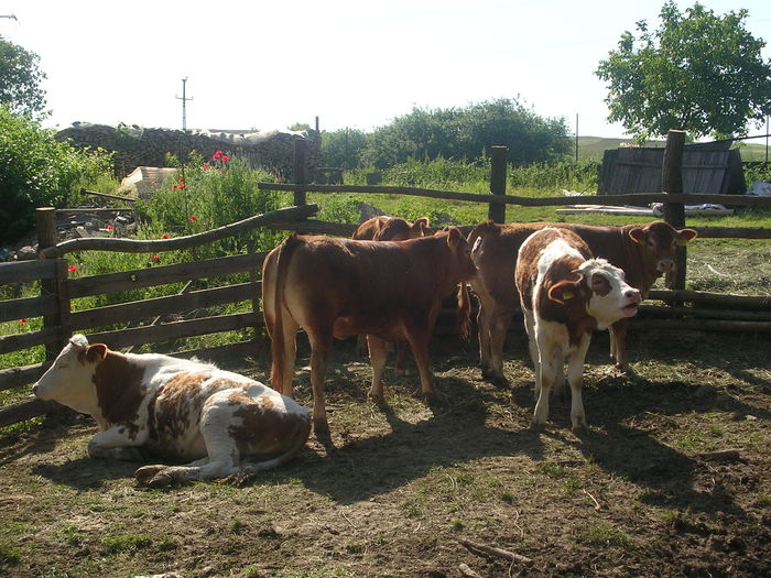 DSCN2762 - Juninci limousin