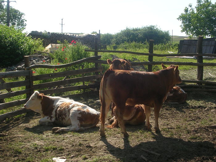 DSCN2761 - Juninci limousin