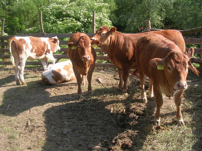 DSCN2773 - Juninci limousin