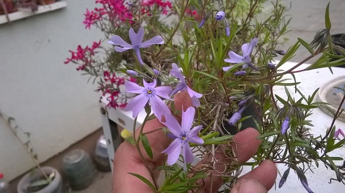 WP_20160408_08_53_29_Pro