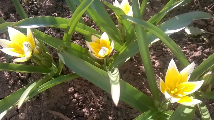 WP_20160402_16_54_54_Pro