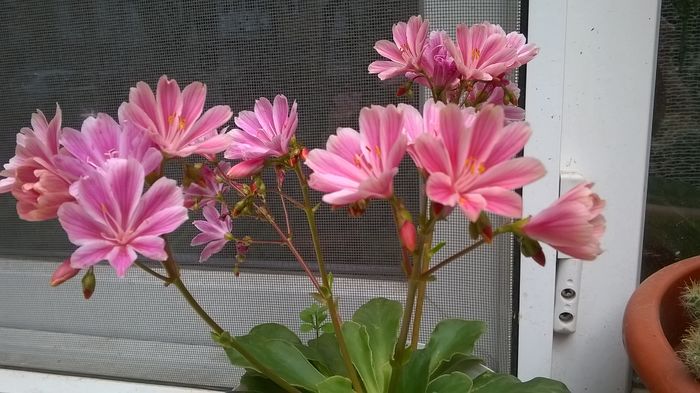 WP_20160519_18_59_25_Pro