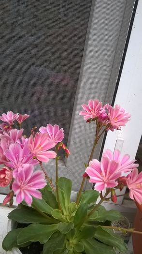 WP_20160519_18_59_39_Pro