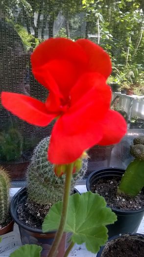 WP_20160518_12_45_07_Pro - Aprilie - Mai 2016