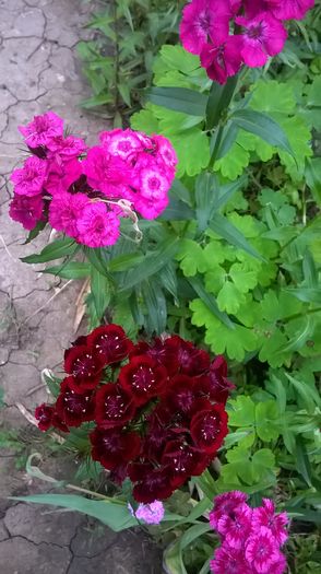 WP_20160520_19_13_07_Pro - Aprilie - Mai 2016