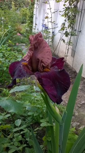 WP_20160520_003