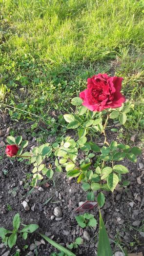 Dimov - nr. 71 - Trandafiri 2016