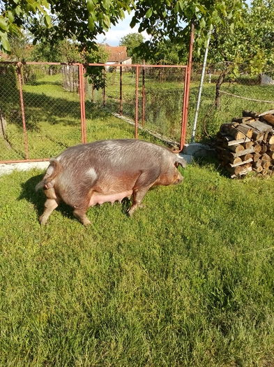 IMG_20160520_182052 - Scroafa duroc american gestanta