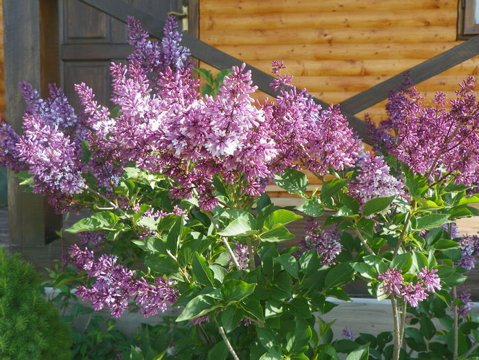 Liliac Miss Kim