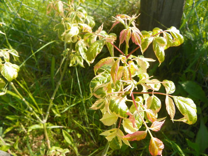 acer negundo Elegans