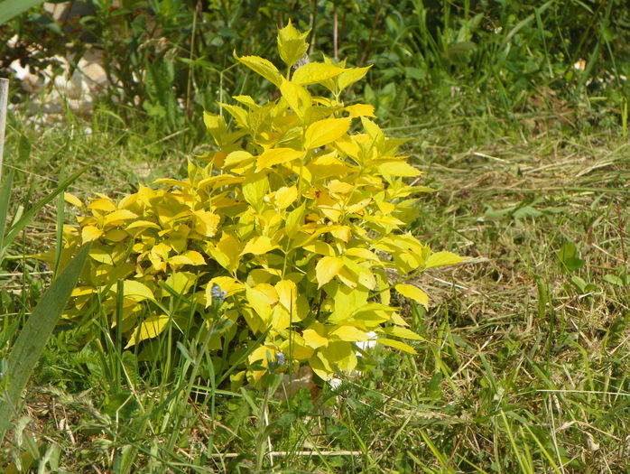 philadelphus aureus