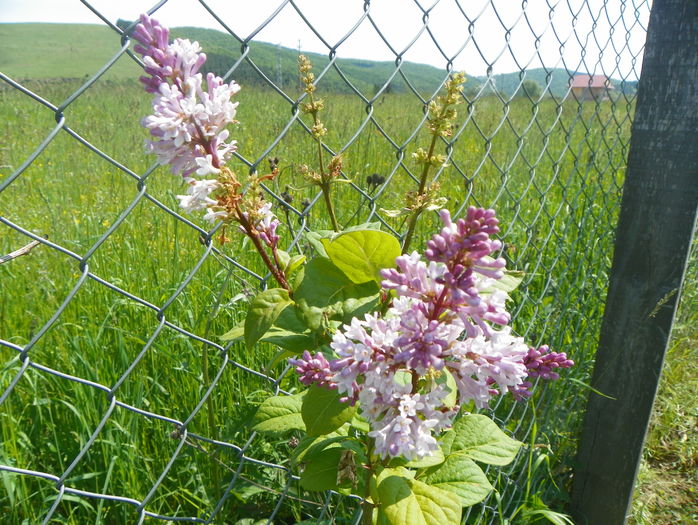 syringa josikaea
