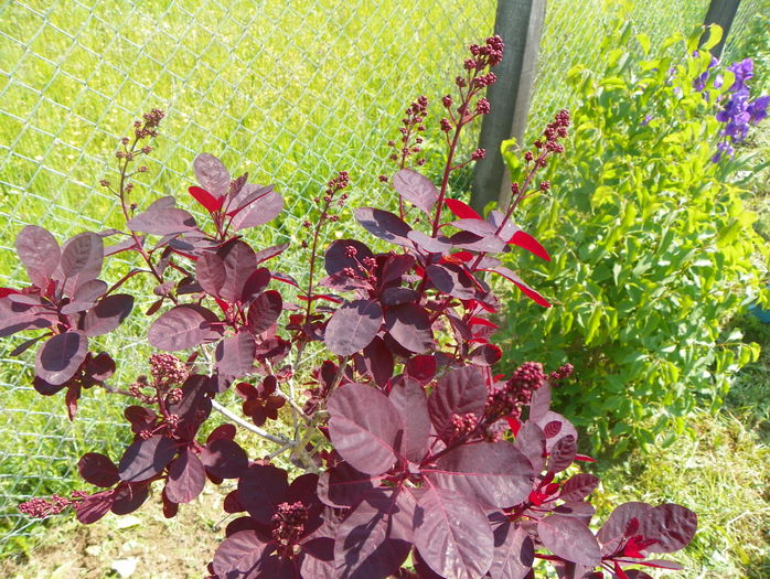 cotinus Royal Purple